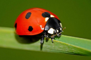 Чому сонечко такий яскравий одяг? Чому сонечко такий яскравий одяг?